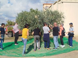 taller colllir olives