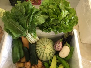 REGAL CISTELLA TEMPORAL REGAL CISTELLA TEMPORAL