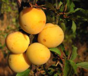 PRUNES