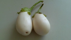 ALBERGINIA blanca