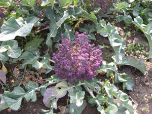 BROQUIL MORAT BROQUIL MORAT