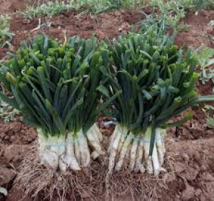 CALÇOTS - MANAT