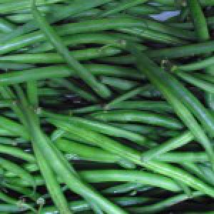 * MONGETA TENDRA ( FINA/RODONA ) * MONGETA TENDRA ( FINA/RODONA )