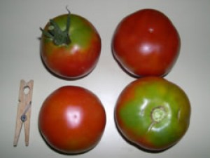 TOMÀQUET d'amanir 