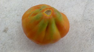 TOMÀQUET d'amanir varietat cord de bou