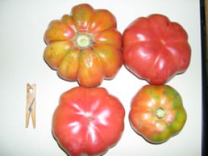 TOMÀQUET d'amanir (varietat Montserrat)