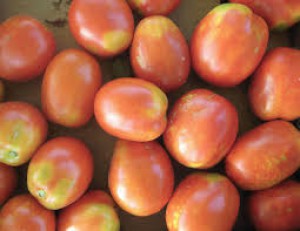 TOMÀQUET varietat pera 